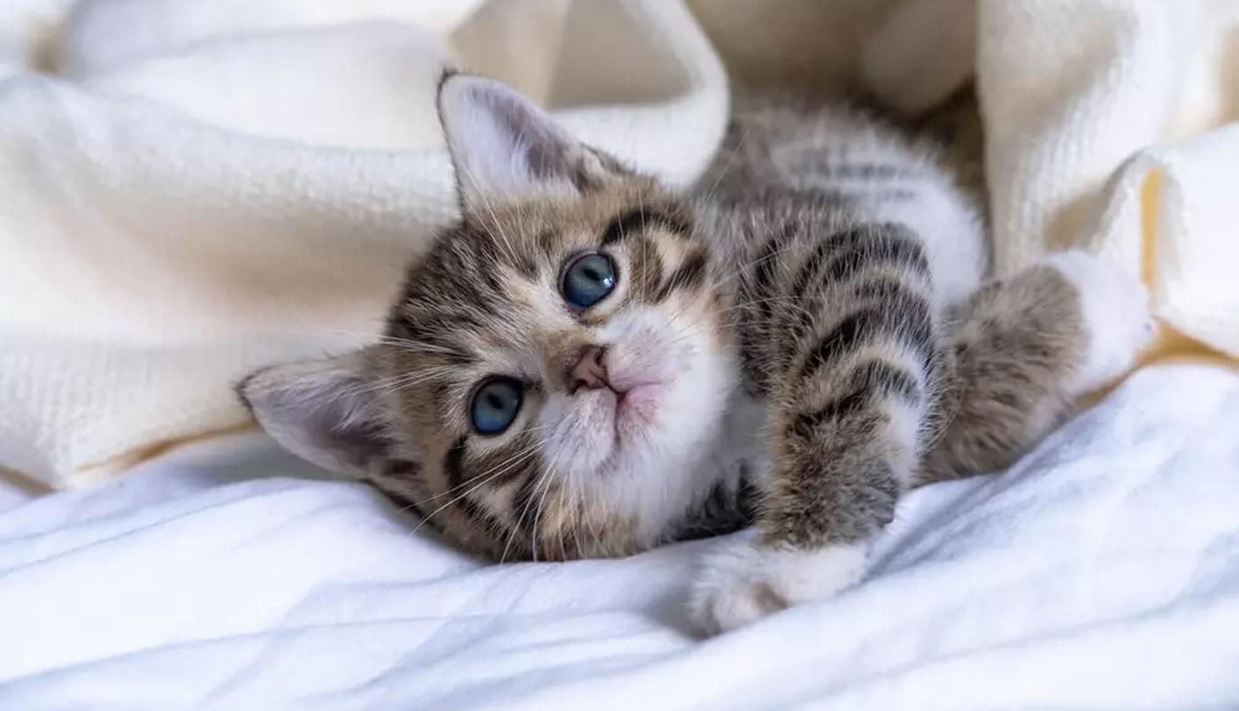 Different cat breeds